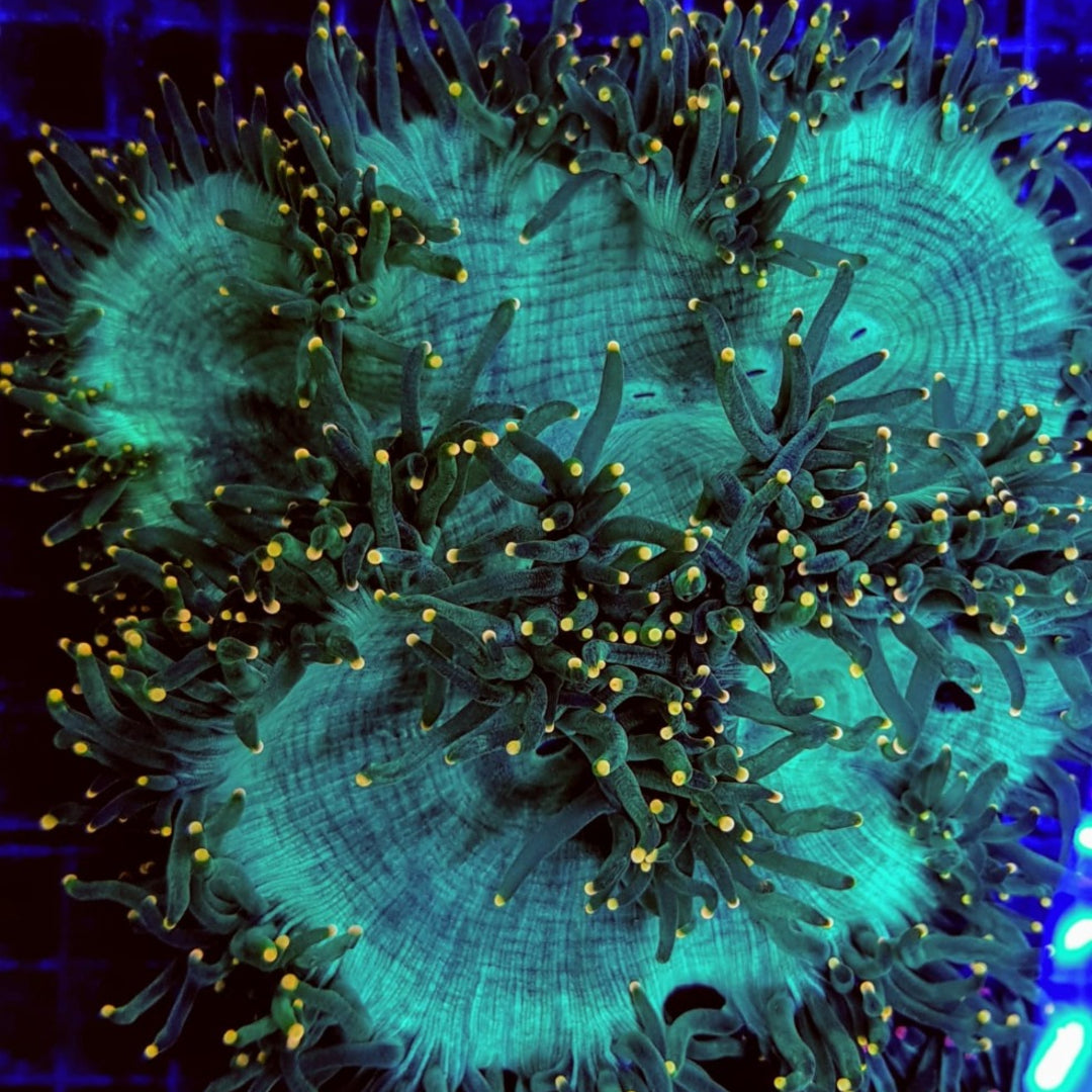 Catalaphyllia Jardinei ULTRA - Wunderkoralle ULTRA