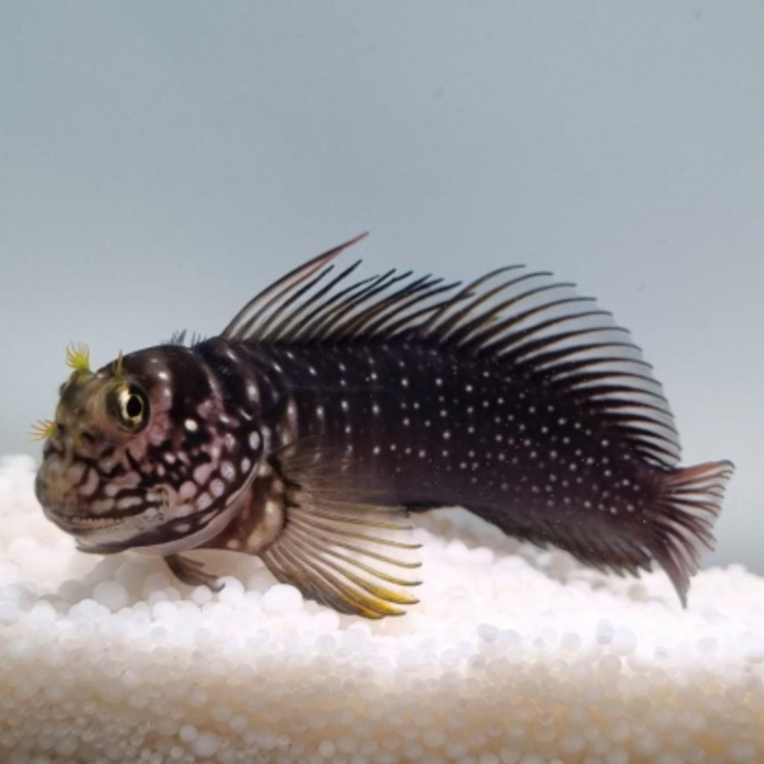 Cirripectes polyzona - Schleimfisch