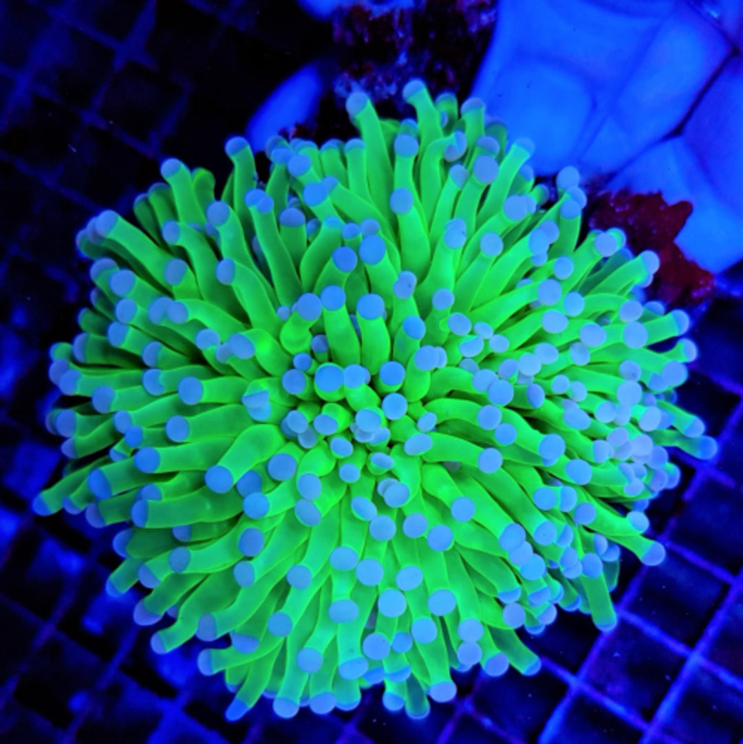 Euphyllia cristata Master