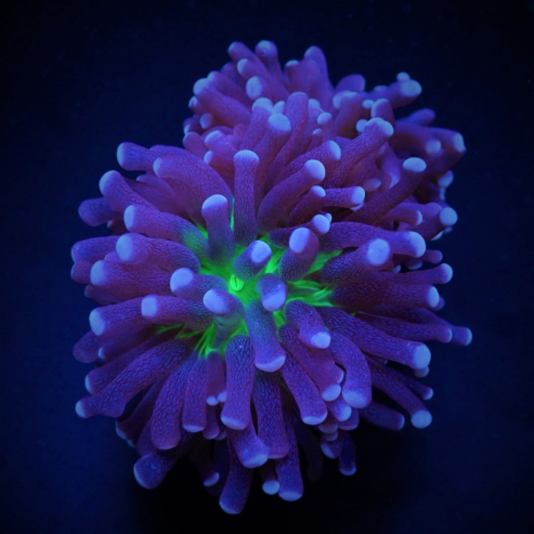 Euphyllia cristata Joker