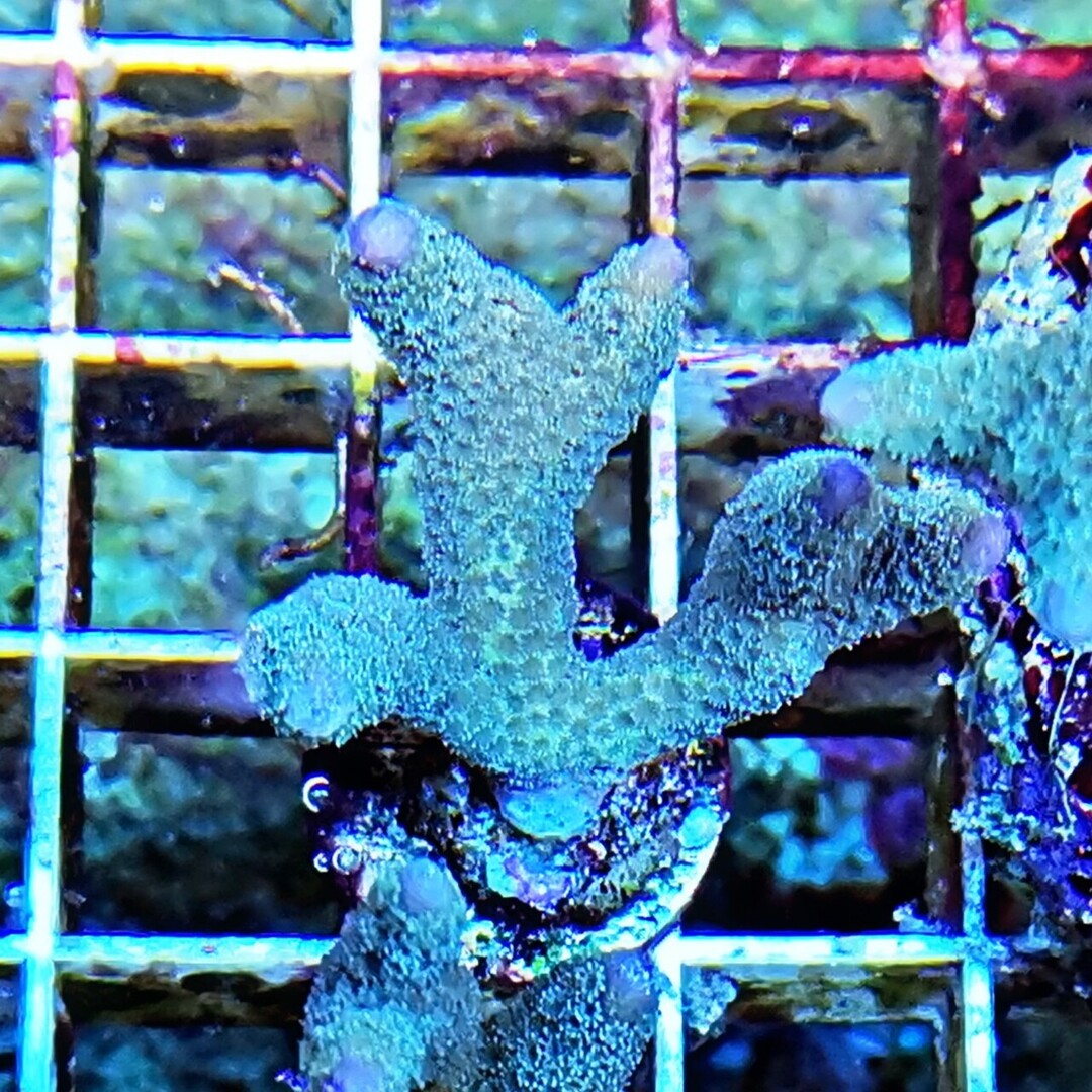 Montipora digitata blau