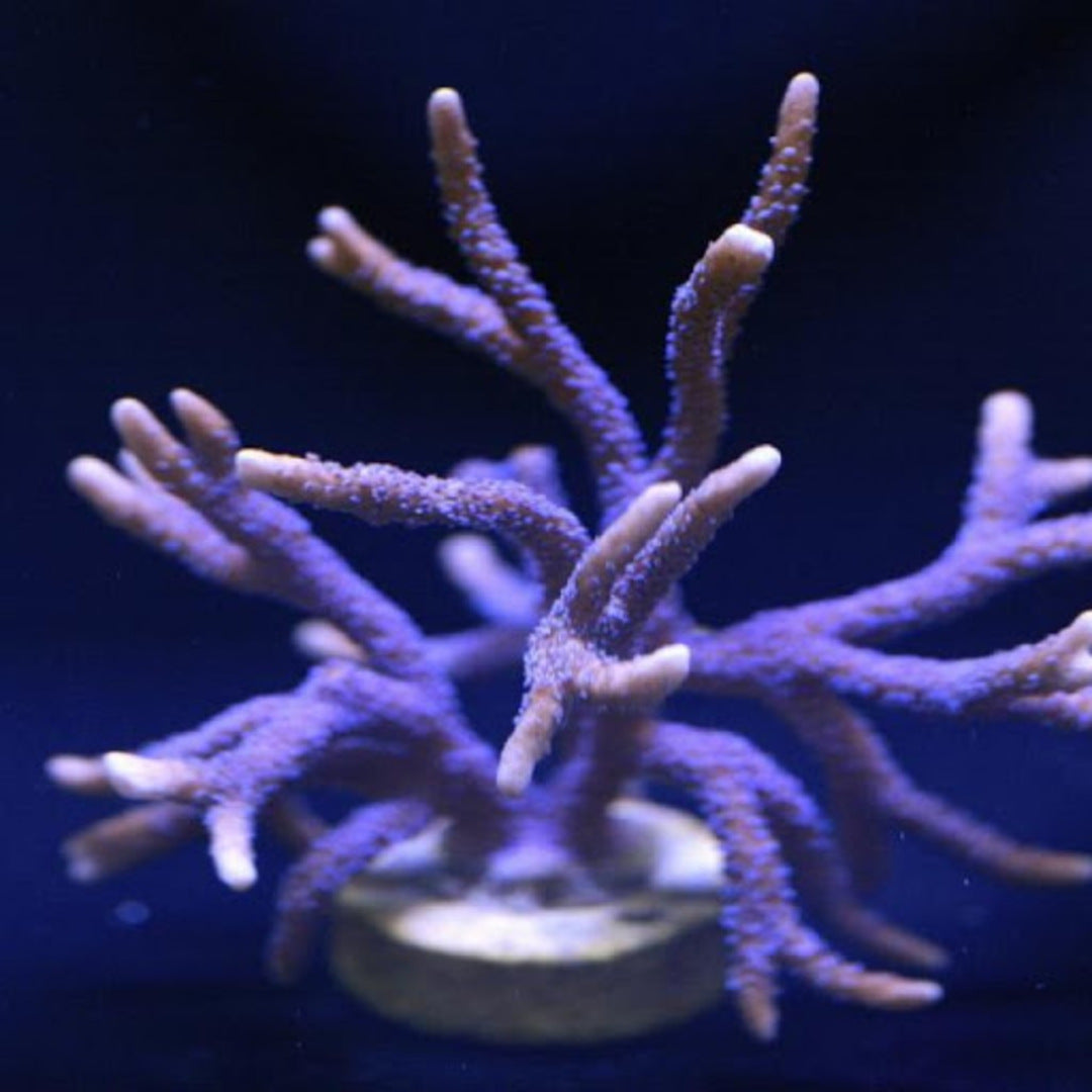 Montipora digitata Lila