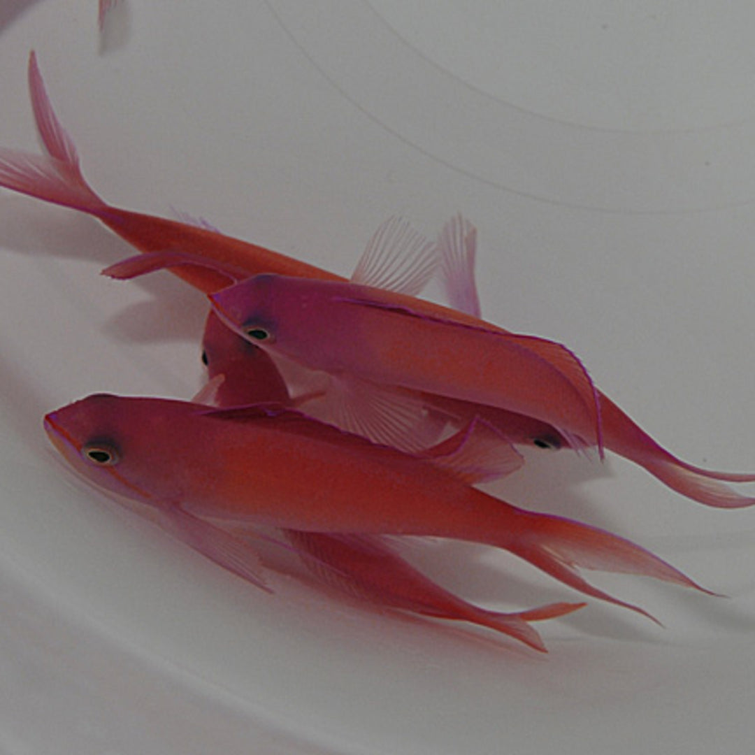 Nemanthias dispar - Dispar Fahnenbarsch