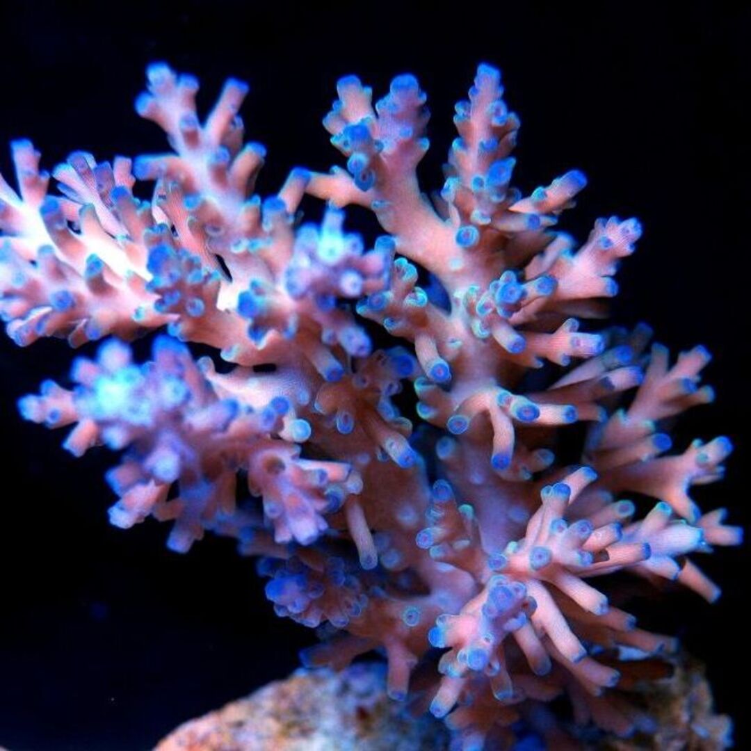 Acropora echinata Ice fire