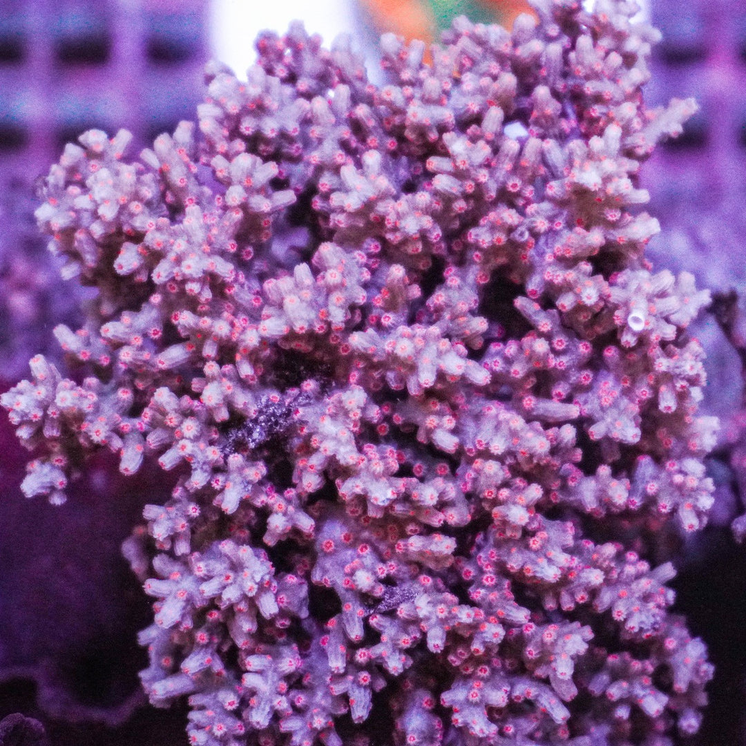 Cyphastrea decadia