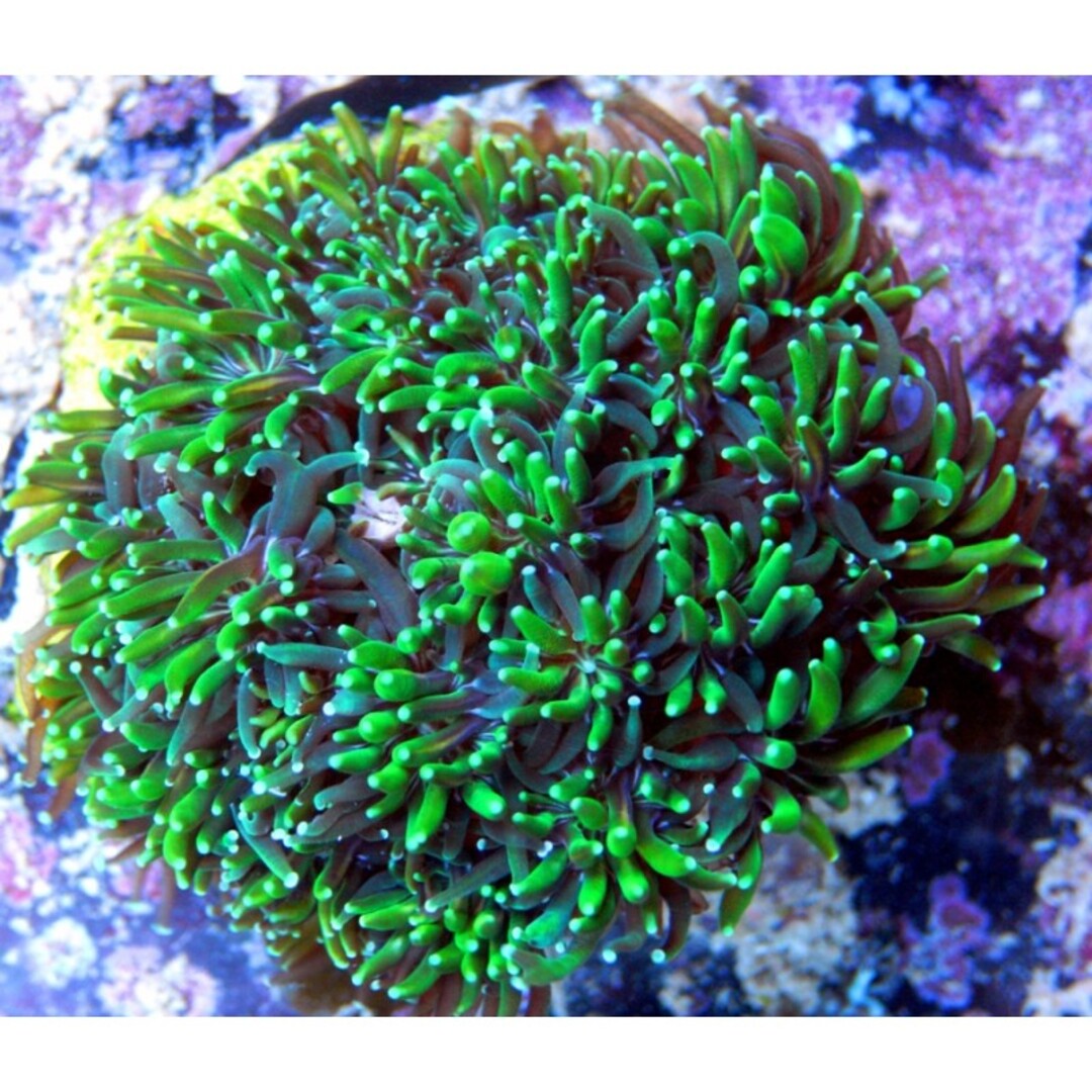 Galaxea fascicularis - Grün/Blau