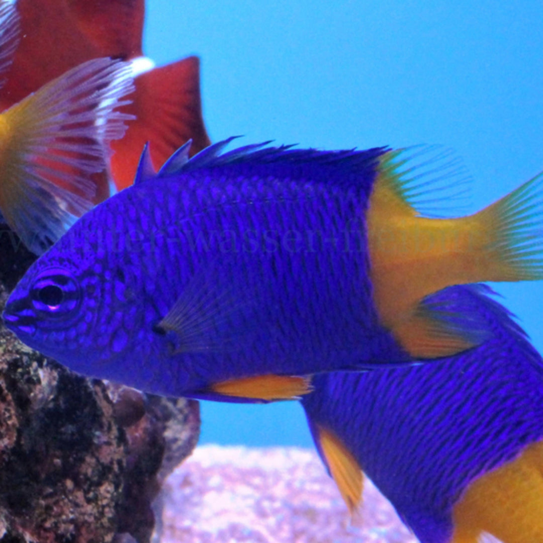 Chrysiptera parasema Gelbschwanz-Demoiselle