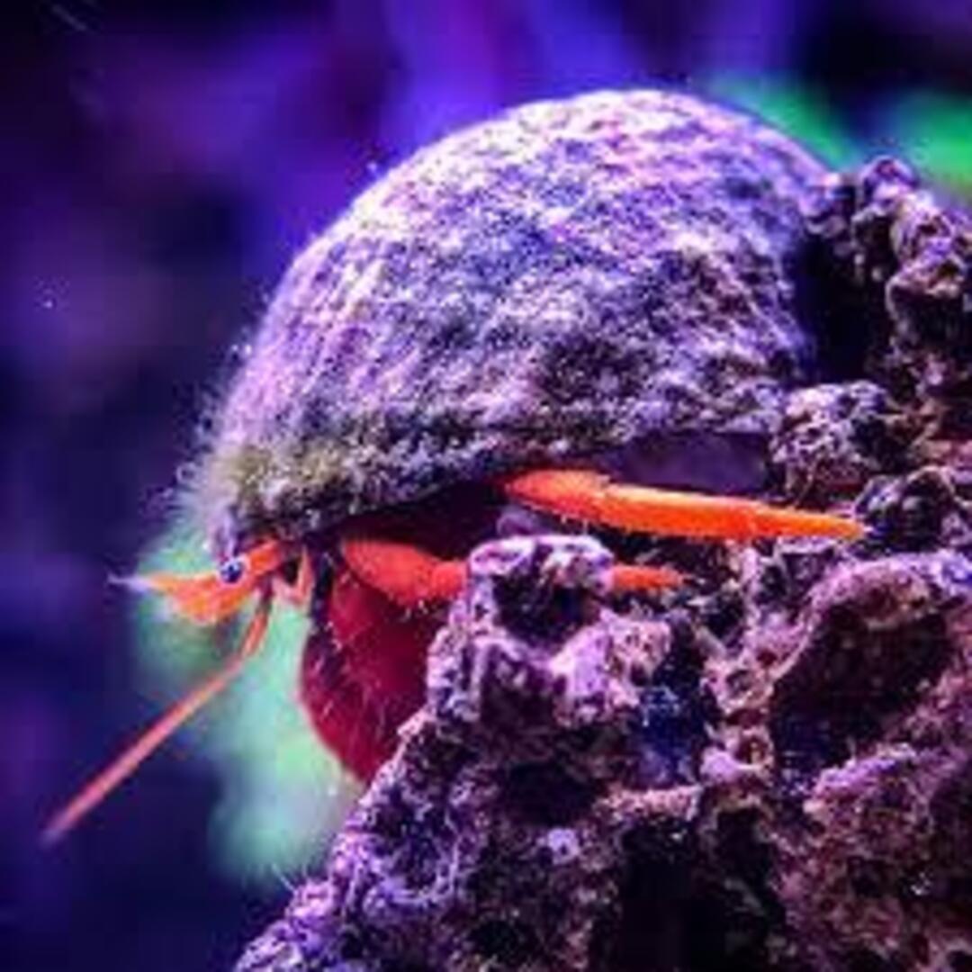 Ciliopagurus striatus - Ringelfuß Einsiedler