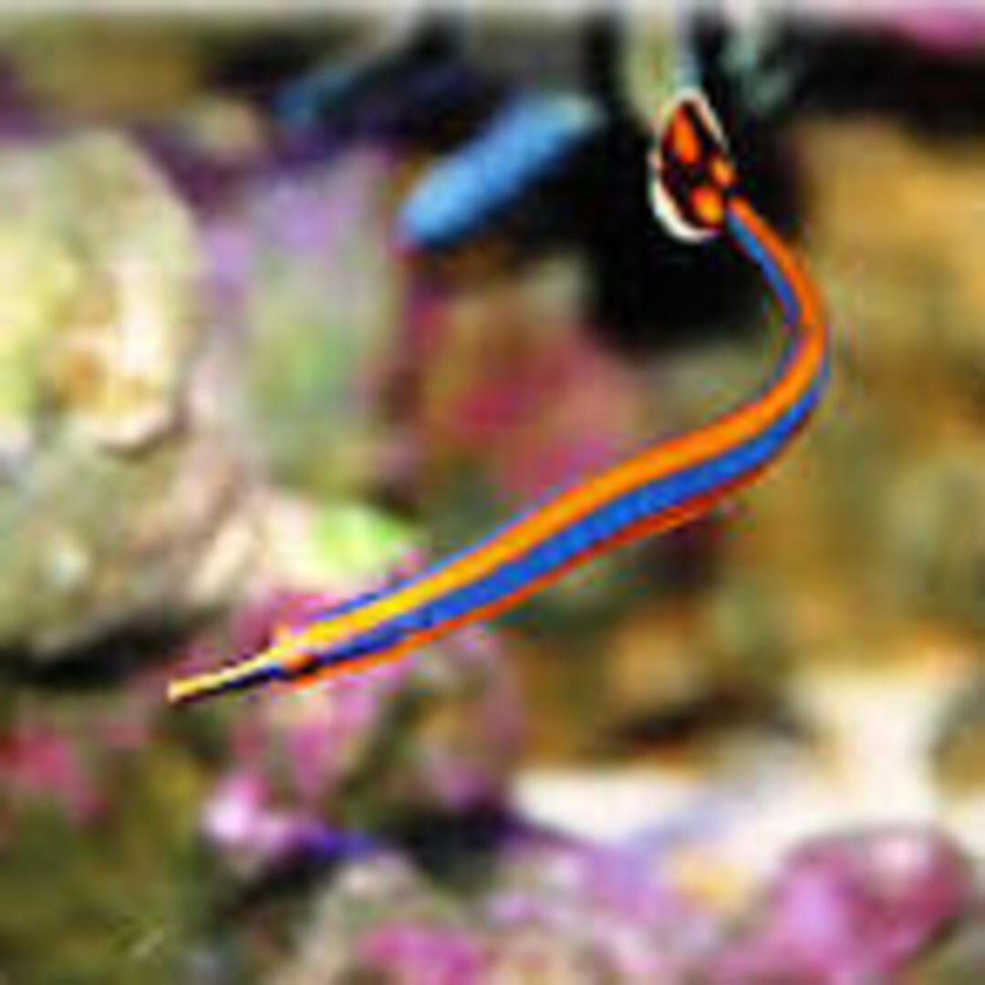 Doryrhamphus excisus -Blaustreifen Seenadel