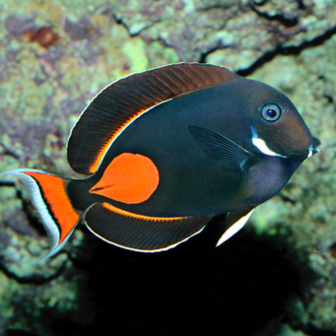 Acanthurus achilles - Achilles Doktor