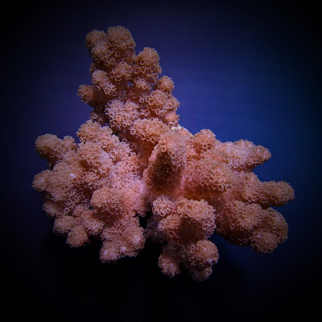 Klyxum pink