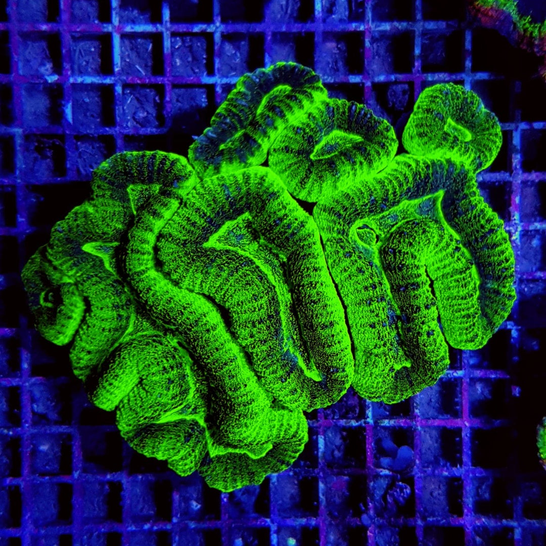 Lobophyllia Grün ULTRA
