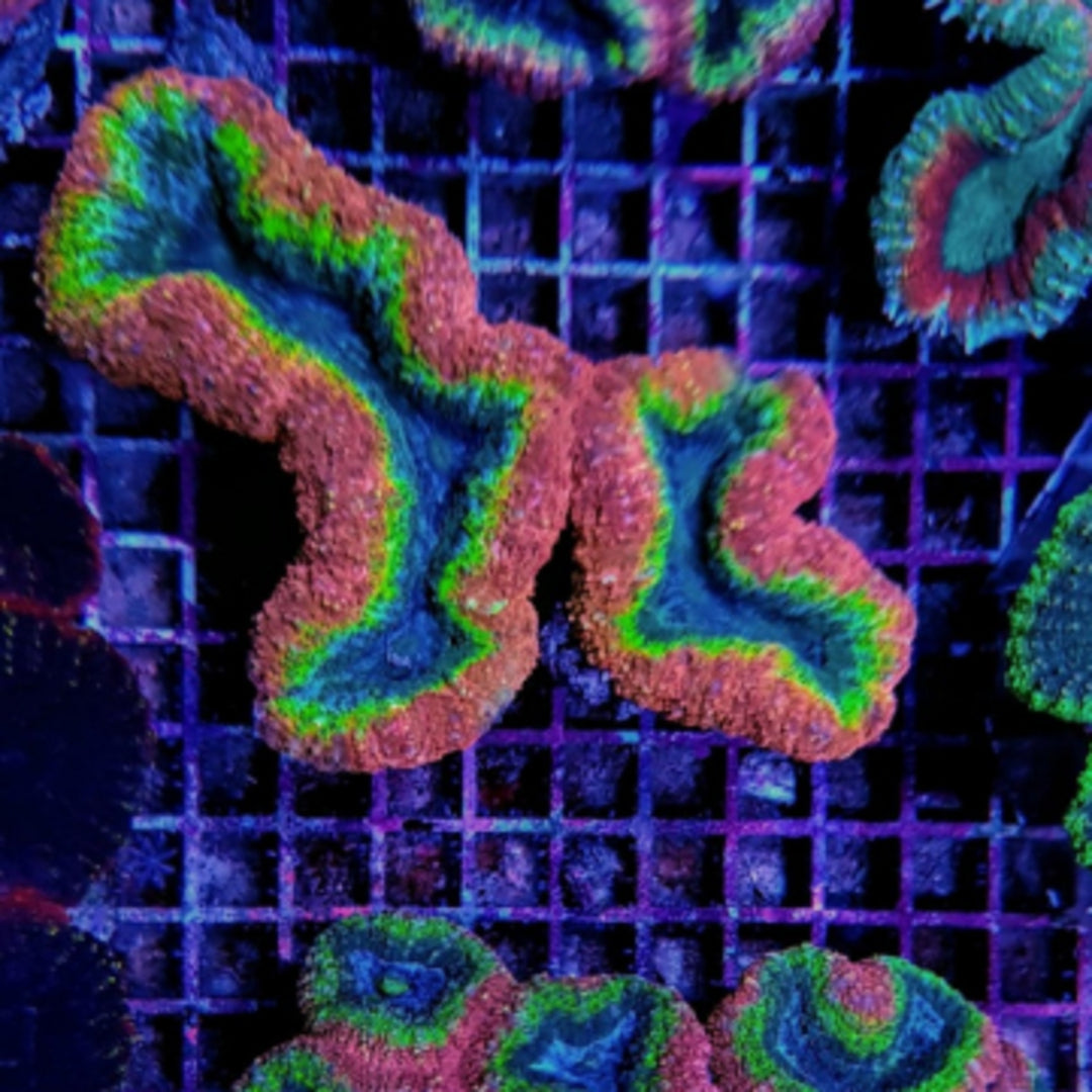 Lobophyllia Zweifarbig Premium
