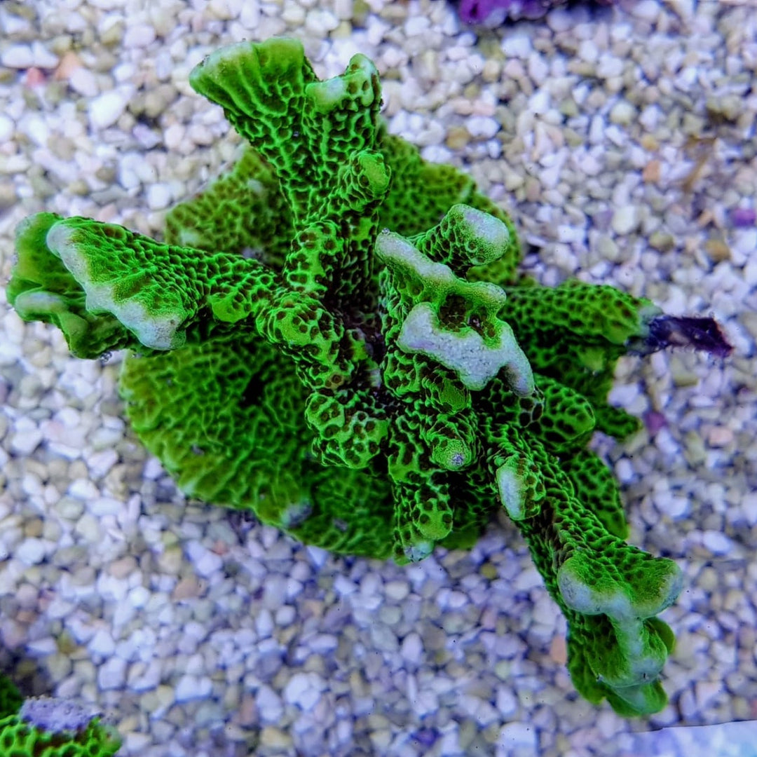 Montipora confusa