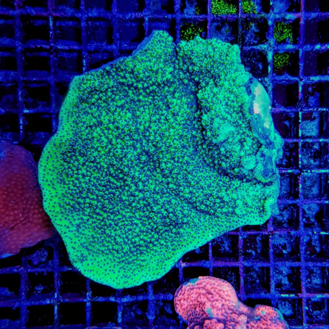 Montipora encrusting mit Blauen Polypen