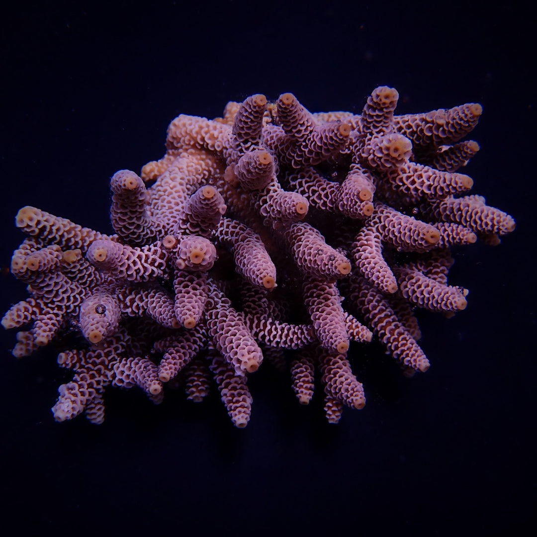 Acropora millepora Blau