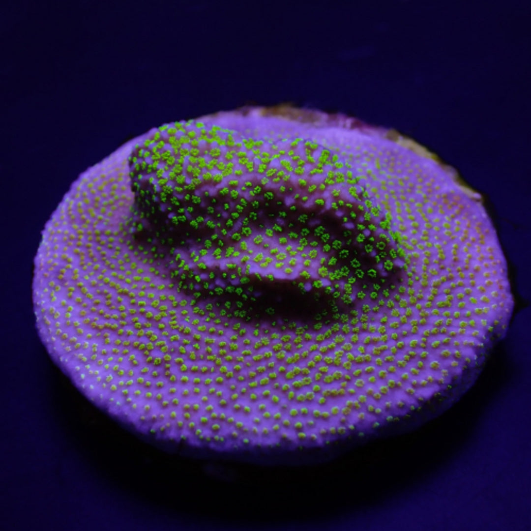 Montipora encrusting Grüne Polypen