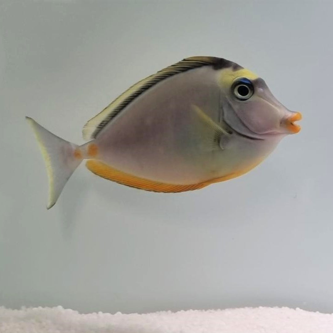 Naso lituratus - Kuhkopf Doktorfisch