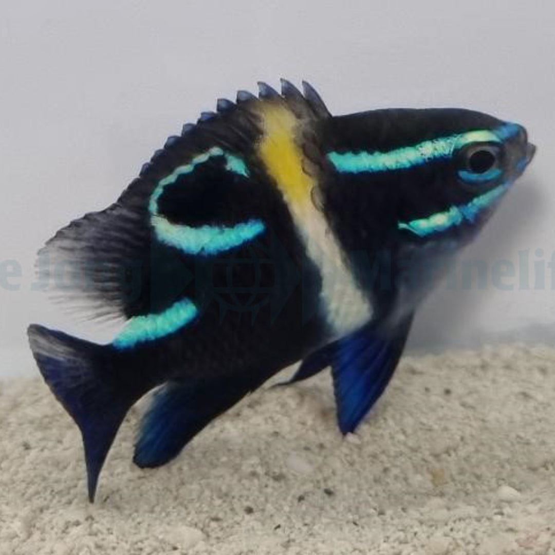 Neoglyphidodon oxyodon - Neondemoiselle