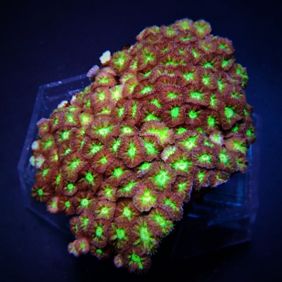 Blastomussa merletti