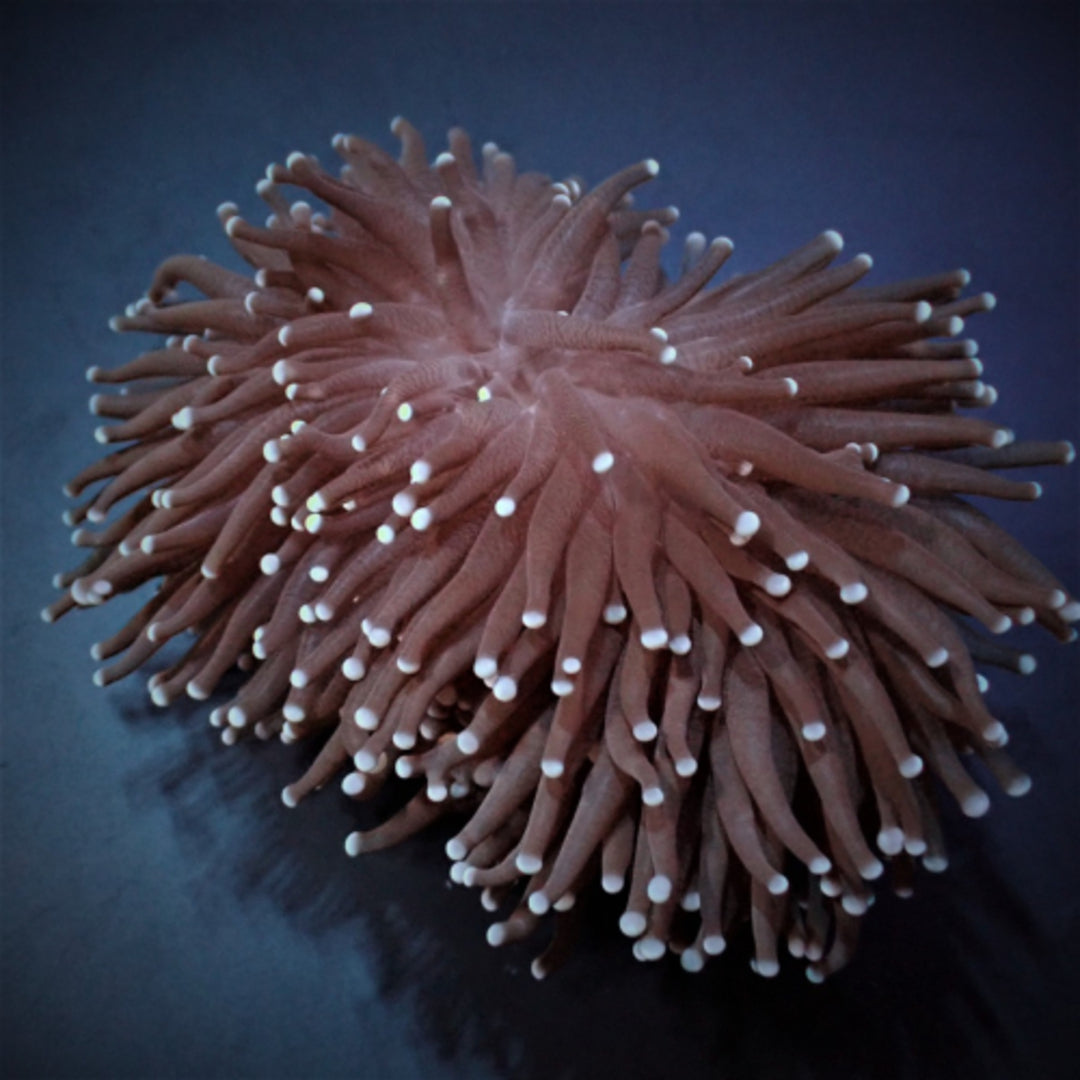Euphyllia glabrescens - Black Torch