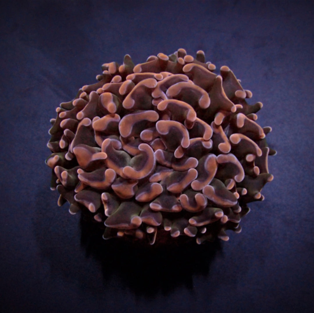 Euphyllia paraancora (Orange/Pink) Australien