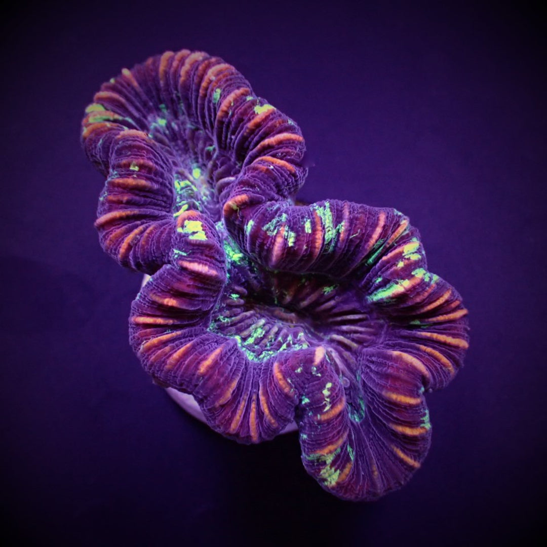 Trachyphyllia West Australien rot