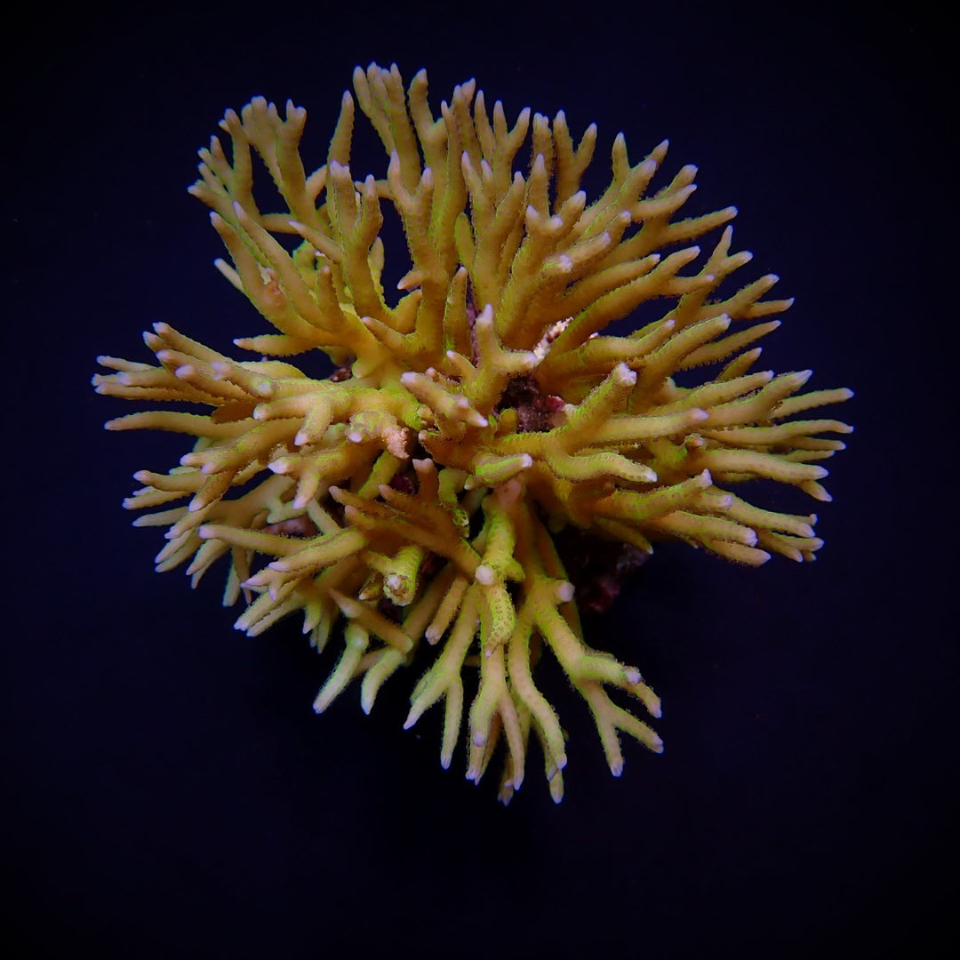 Seriatopora hystrix Grün