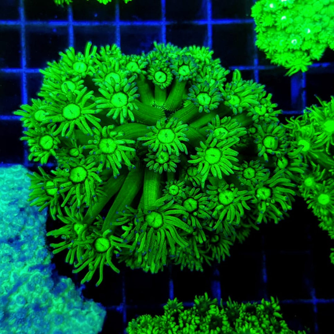 Goniopora grün ULTRA