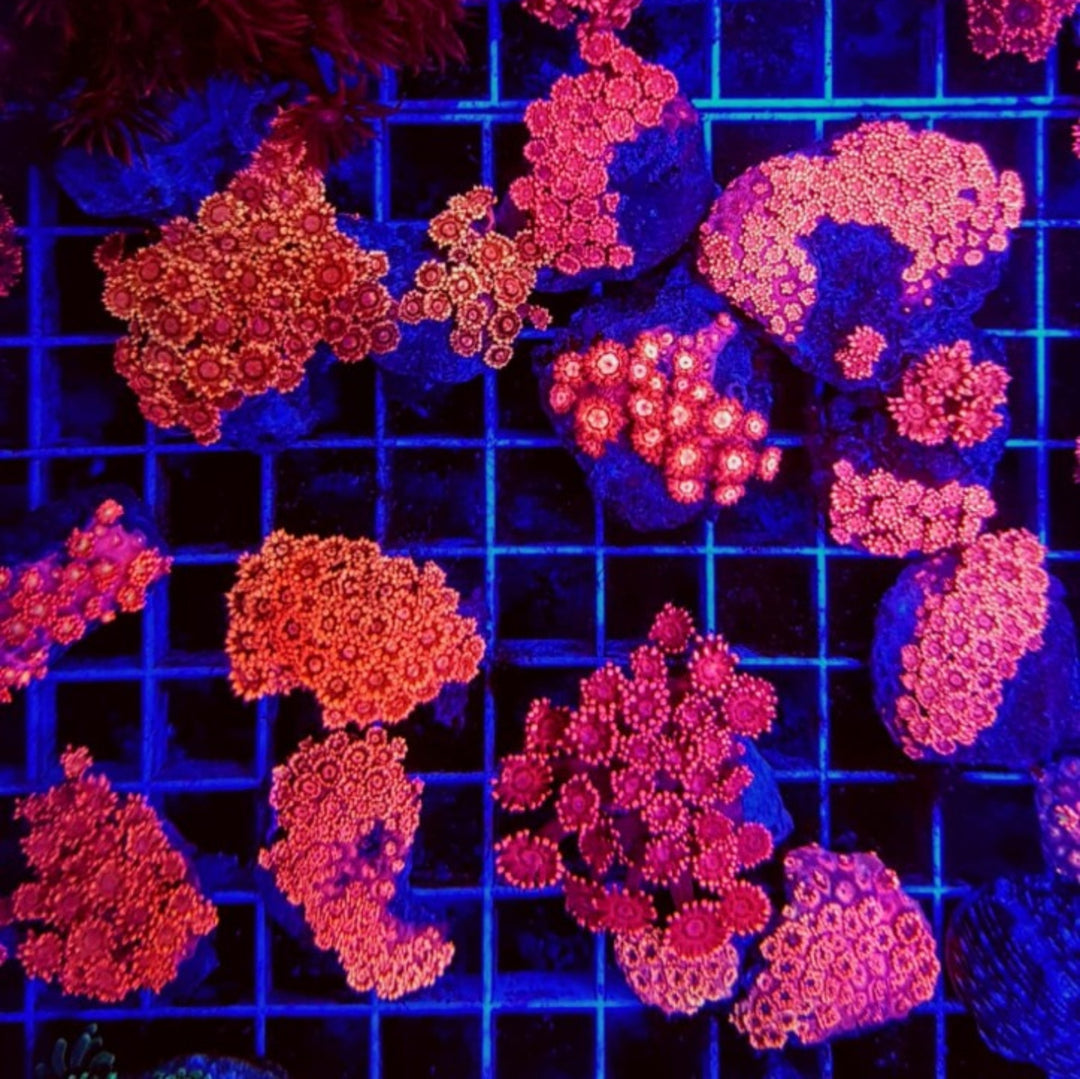 Goniopora Rot Premium