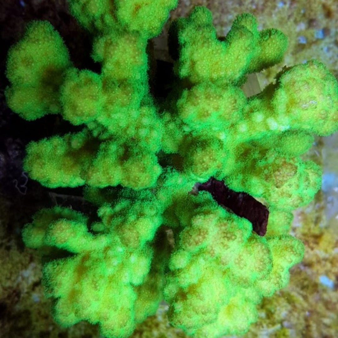 Pocillopora danae Neon Gelb Grün