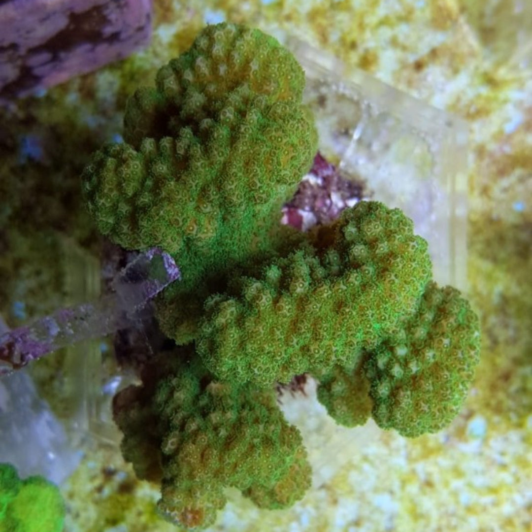 Pocillopora verrucosa Gelb Grün
