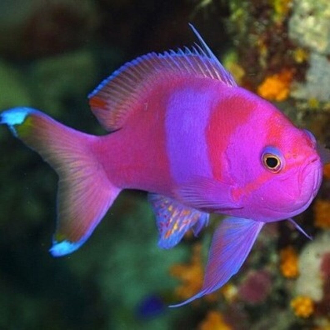 Pseudanthias pleurotaenia männchen - Seitenstreifen Fahnenbarsch