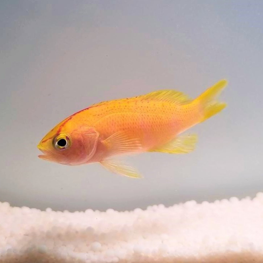 Diadem Fahnenbarsch - Pseudanthias parvirostris - Weiblich