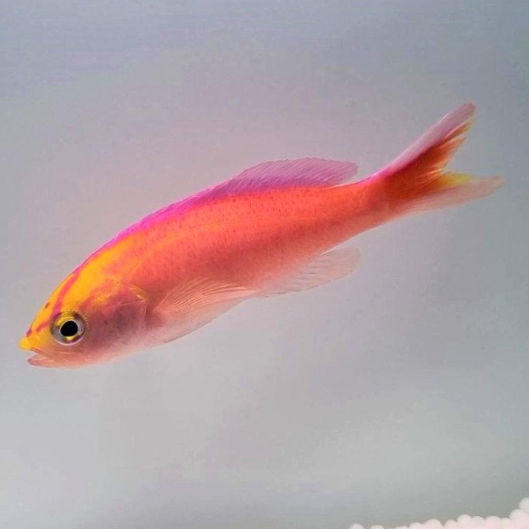 Diadem Fahnenbarsch - Pseudanthias parvirostris - männlich