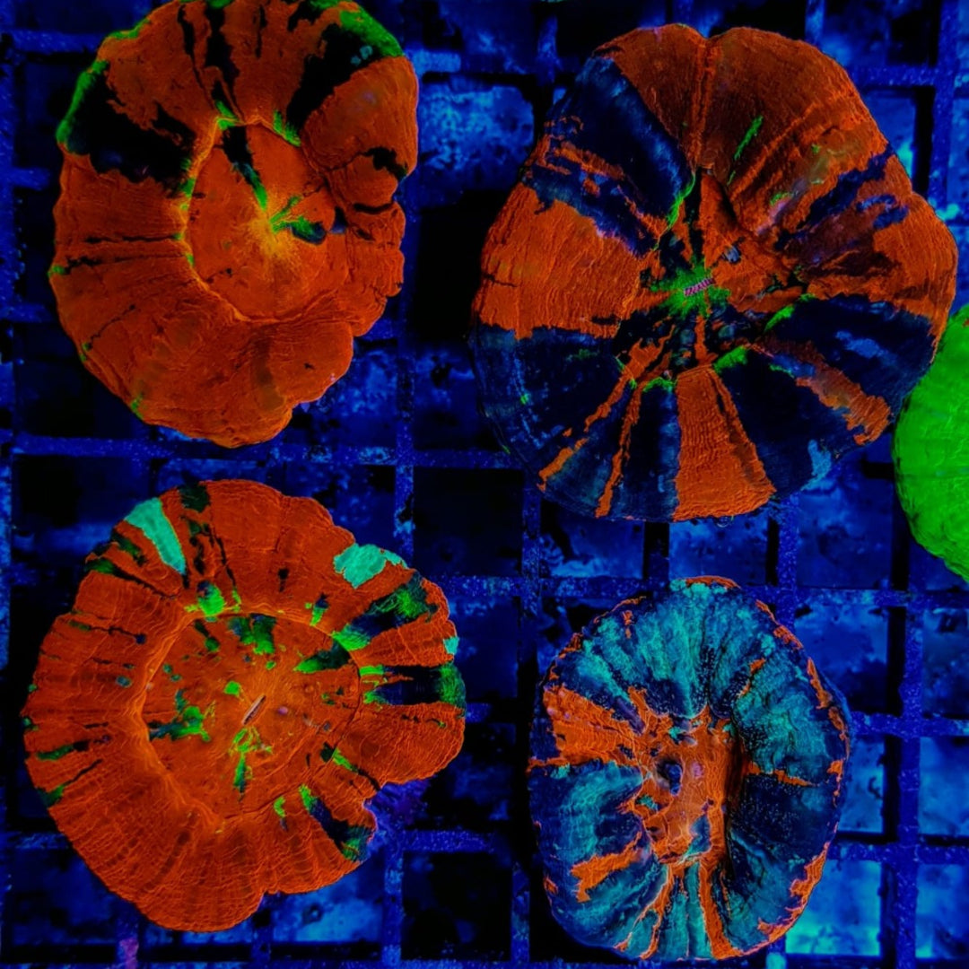 Scolymia australis Premium