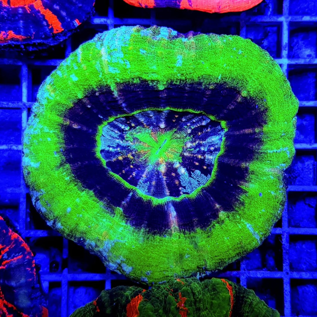 Scolymia australis (Ufo) Premium