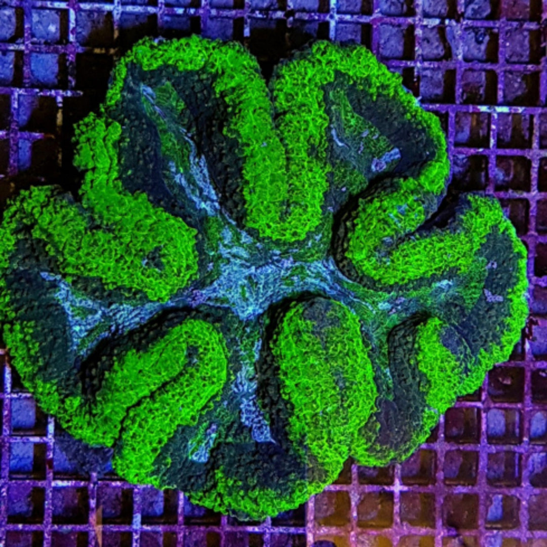 Symphyllia Grün ULTRA