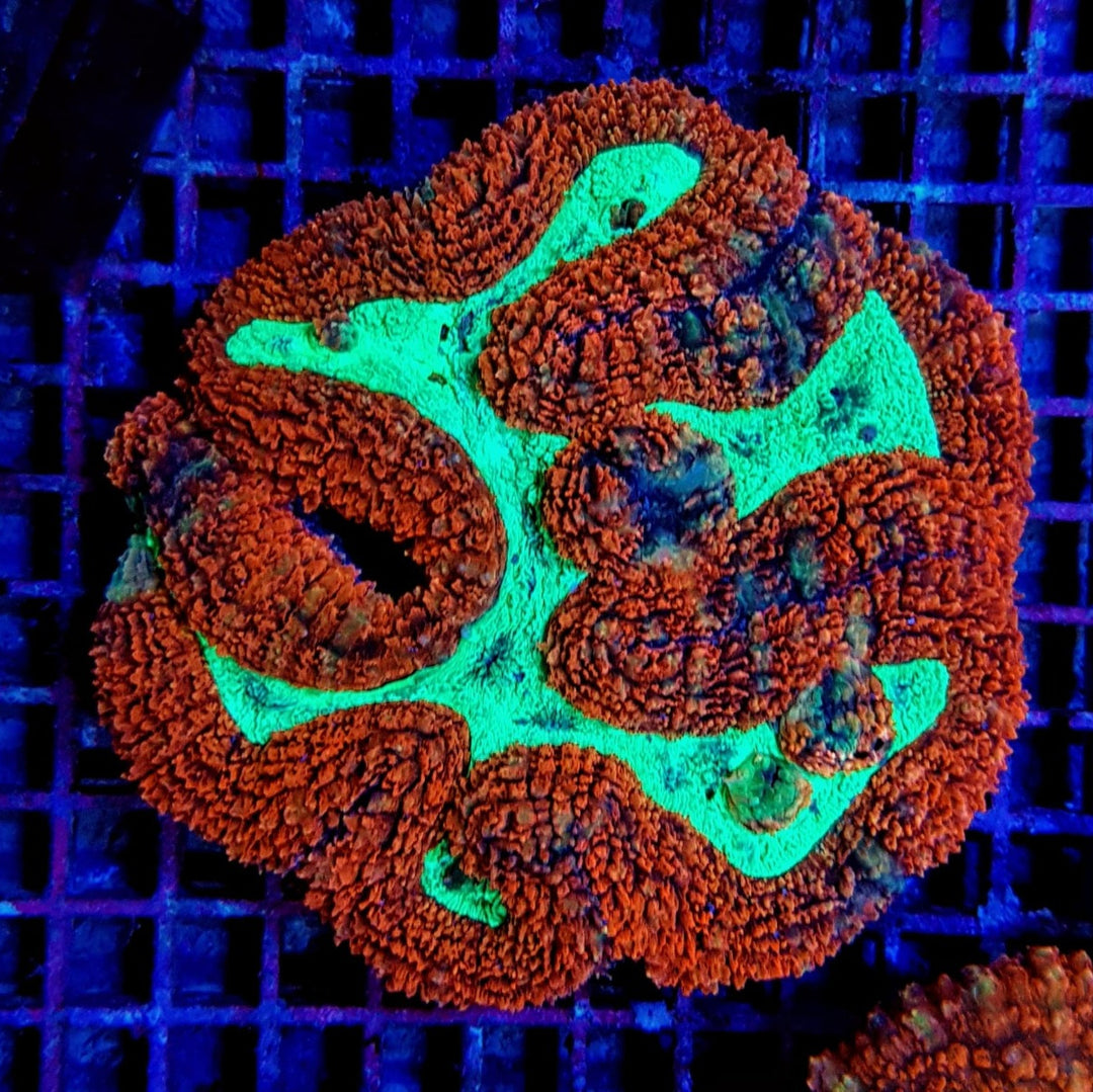 Symphyllia Orange Rot ULTRA