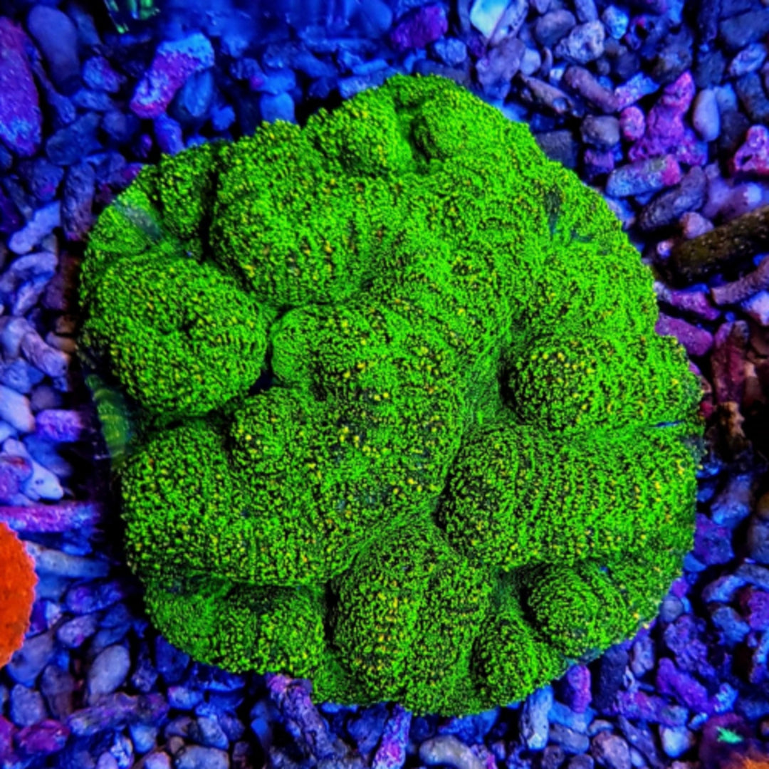 Symphyllia Grün ULTRA