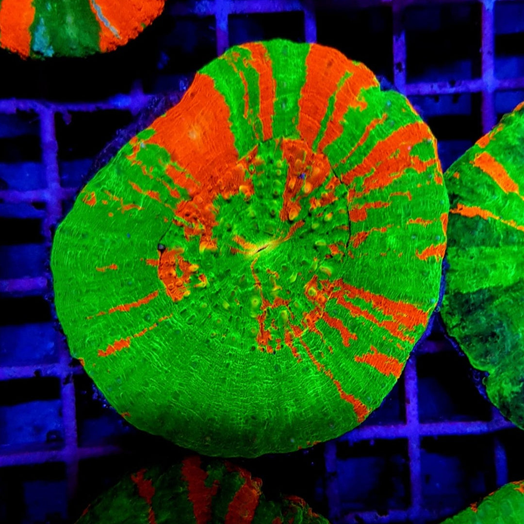 Scolymia australis Bleeding Apple