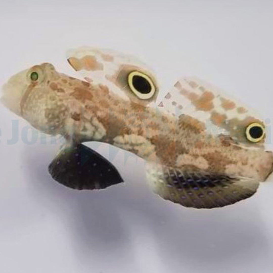 Signigobius biocellatus - Krabbenaugen Baggergrundel