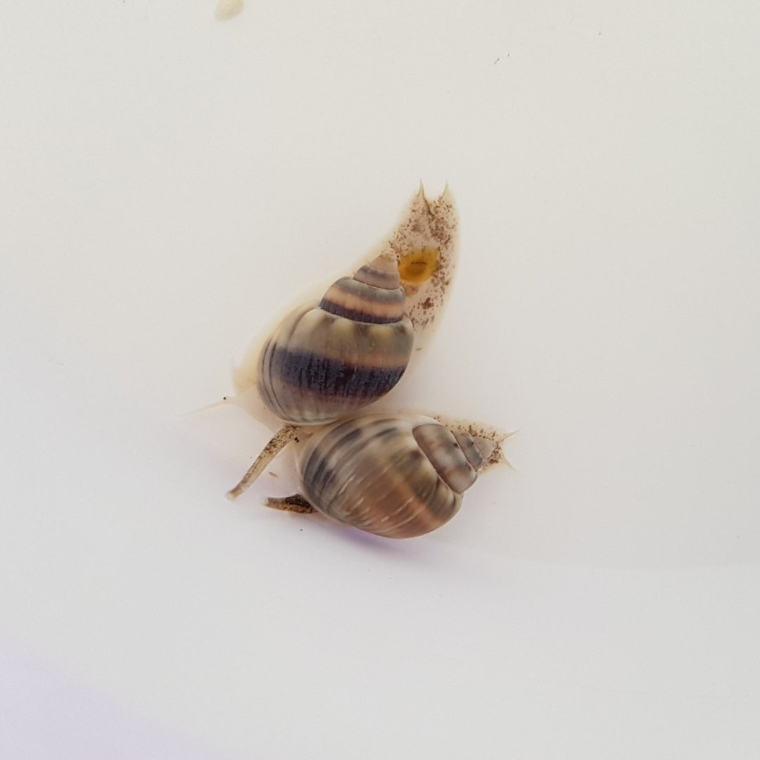 Nassarius Schnecke
