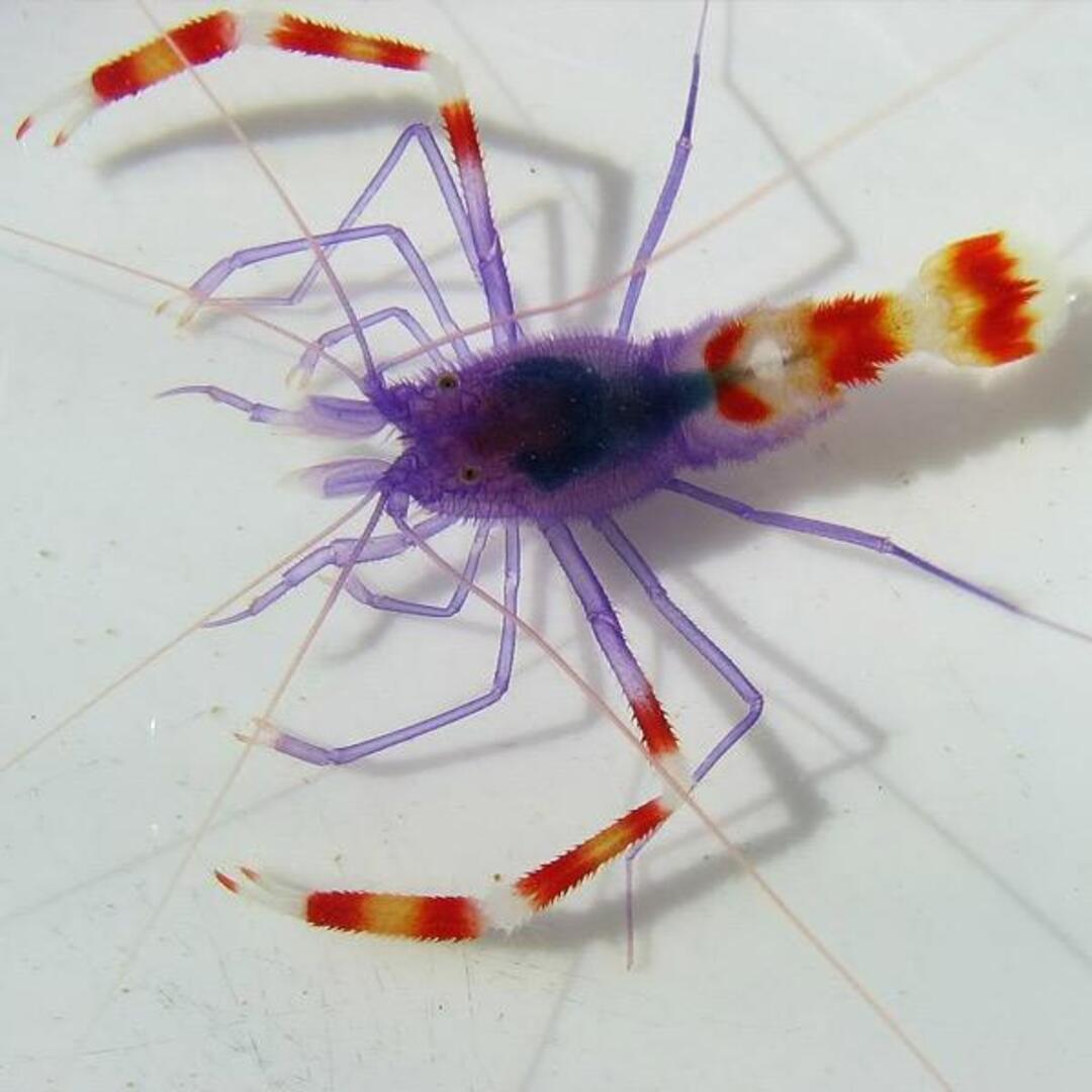 Stenopus tenuirostris - Blaukörper Scherengarnele