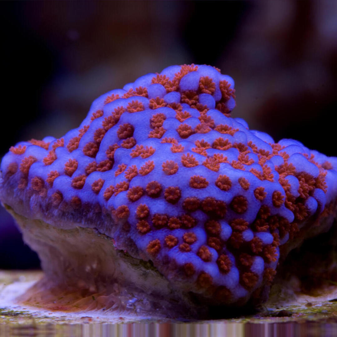 Montipora Superman - Rote Polypen