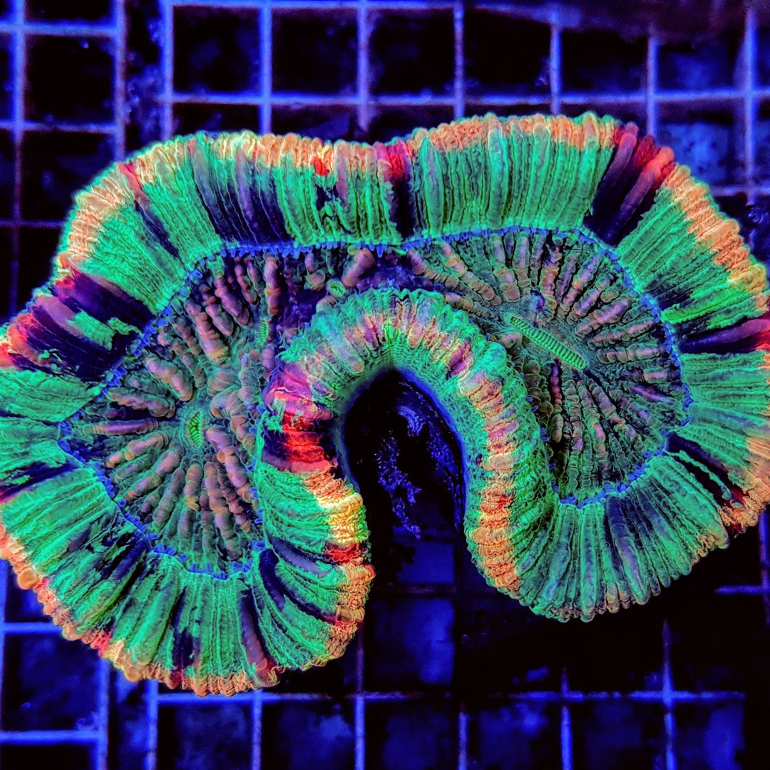 Trachyphyllia Rainbow - Premium