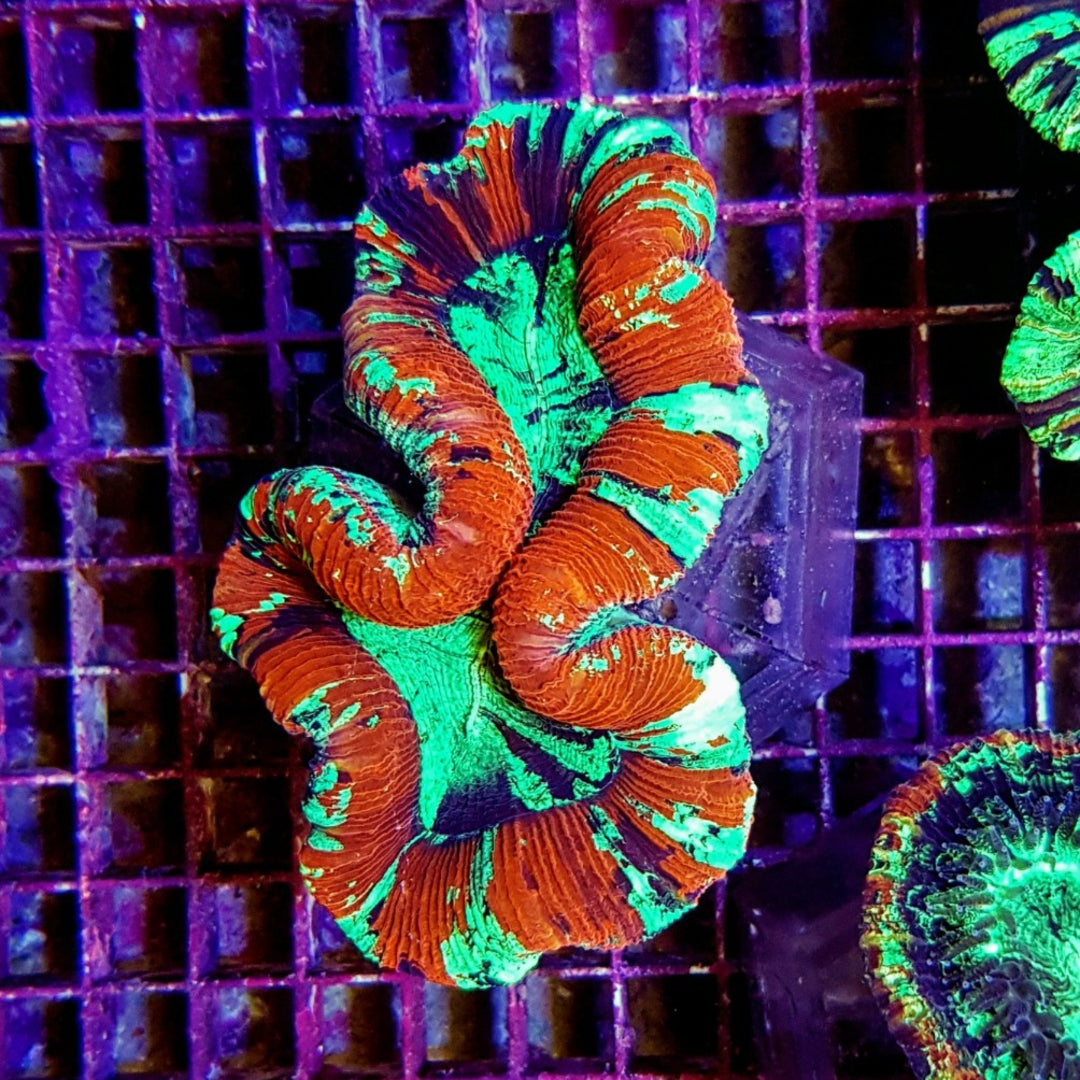 Trachyphyllia Bleeding Apple