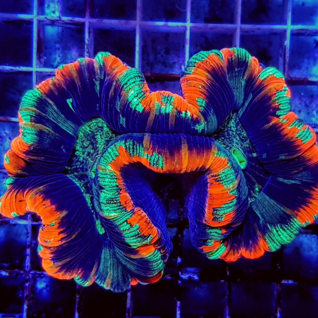 Trachyphyllia Multicolor Rote Ränder - Premium