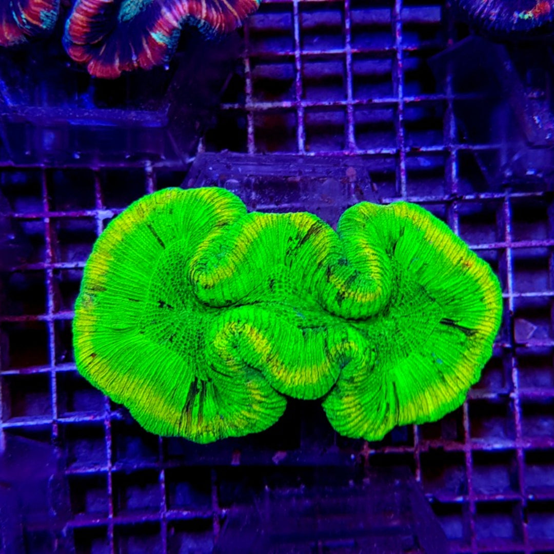 Trachyphyllia Grün ULTRA