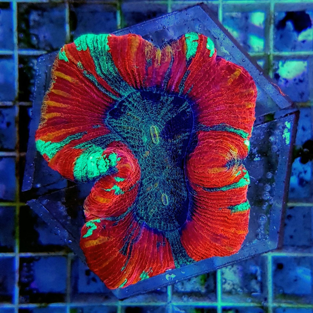 Trachyphyllia Rot Premium